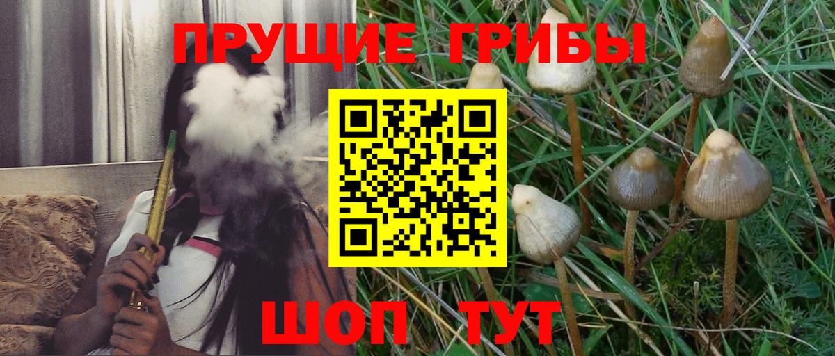 Галлюциногенные грибы Psilocybine cubensis Салават